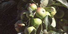 Manzano (Malus pumilla)