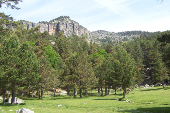 Bosque en las inmediaciones de la Laguna Negra, Soria, Castilla