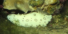 Babosa marina (Opistobranquio )