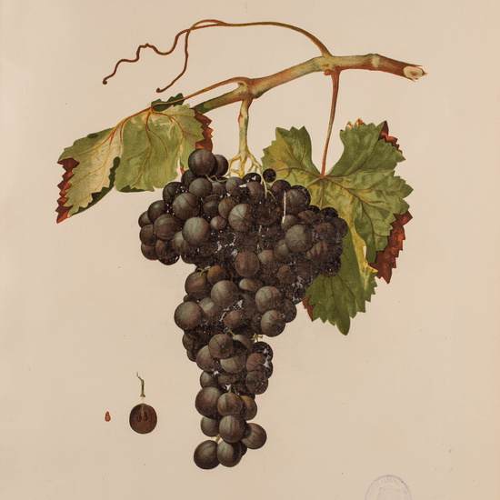 IES_CARDENALCISNEROS_BOTÁNICA_II_LÁMINAS_089