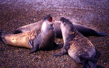 Lobos marinos del Sur, Argentina