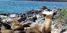 Colonia de lobos marinos, Isla Lobos, Ecuador