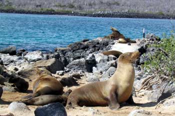 Colonia de lobos marinos, Isla Lobos, Ecuador