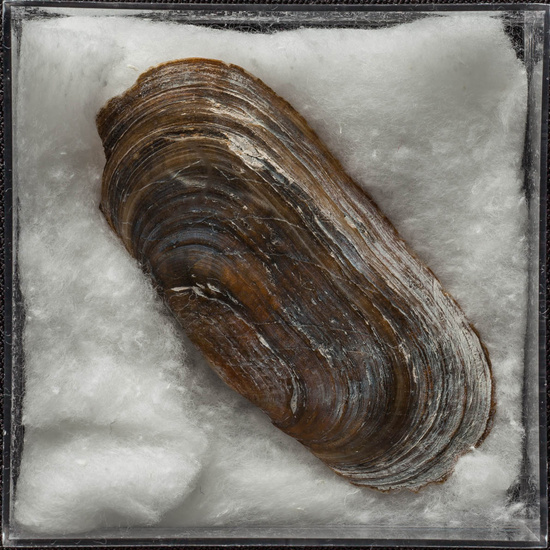 IES_ISABELLACATOLICA_BIOLOGIA_456