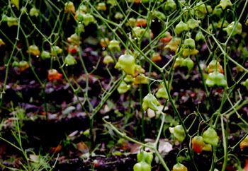 Plantas de pequeño porte