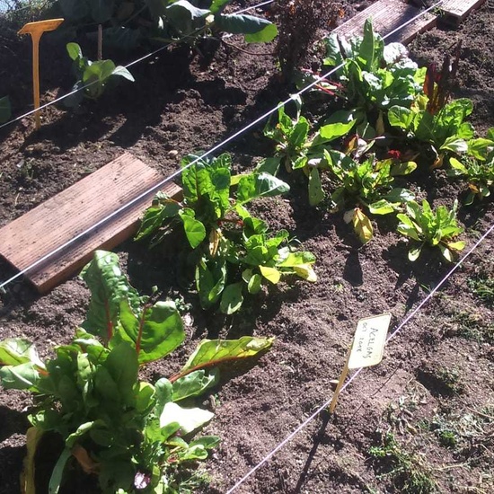 NUEVOS FRUTOS DEL HUERTO ESCOLAR 4