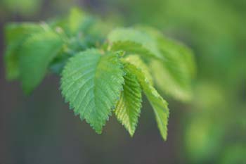 Olmo - Hojas jóvenes (Ulmus sp.)