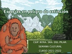 Animales en peligro de extinción