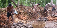 Gente pelando cocos