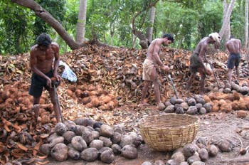 Gente pelando cocos