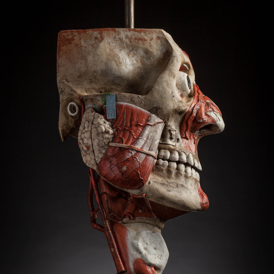 IES_CARDENALCISNEROS_ANATOMIA_MODELOS_090