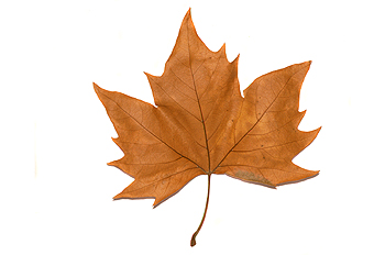 Hoja de falso castaño