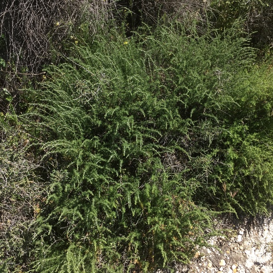 Arundo donax