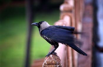 Ave en los jardines del mausoleo de Humayun, Delhi, India