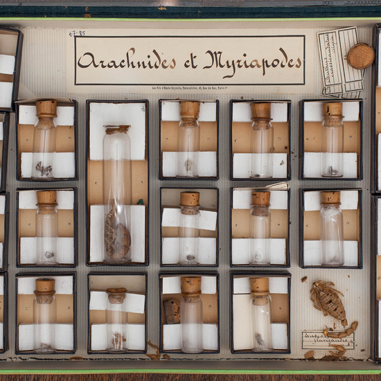 IES_CARDENALCISNEROS_Insectos_029