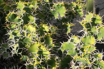 Euphorbia grandicornis