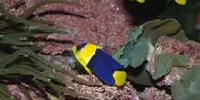 Pez angel enano (Centropyge bicolor)