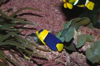 Pez angel enano (Centropyge bicolor)