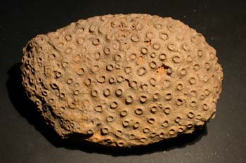 Acervularia toscheli (Coral) Devónico