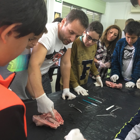 2016-11-09_DISECCION OJO CORDERO (10)