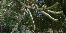 Pehuén-hojas (Araucaria araucana)