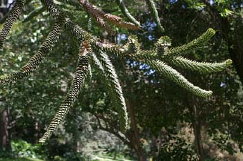 Pehuén-hojas (Araucaria araucana)