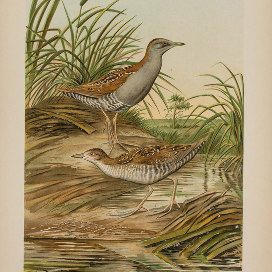 IES_CARDENALCISNEROS_AVES_LAMINAS_014