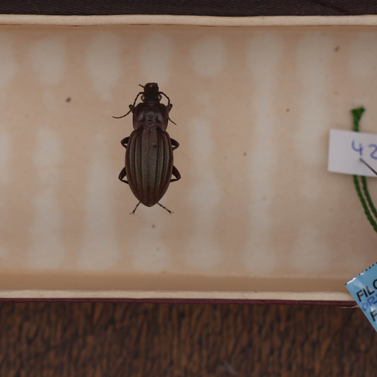 IES_CARDENALCISNEROS_Insectos_014