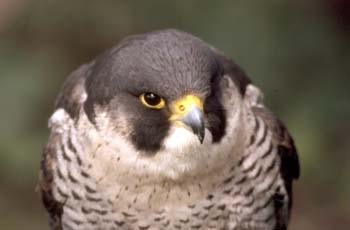 Halcón Peregrino (Falco peregrinus)