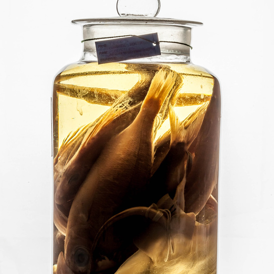 IES_CARDENALCISNEROS_CIENCIASNATURALES_393