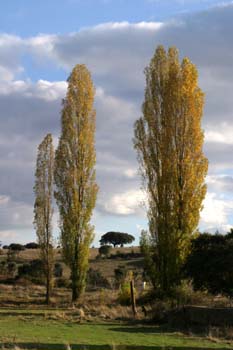 Chopo temblón - Porte (Populus tremula)