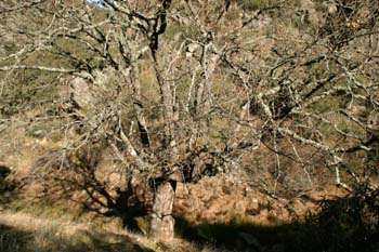 Quejigo - Porte (Quercus faginea)