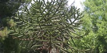 Pehuén-Porte (Araucaria araucana)