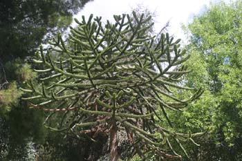 Pehuén-Porte (Araucaria araucana)