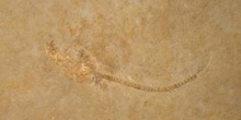 Leptolepis polispondylis (Peces) Jurásico