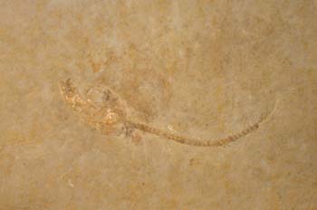 Leptolepis polispondylis (Peces) Jurásico