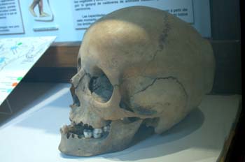 Homo sapiens sapiens (Mamíferos) Holoceno