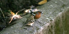 Pinzón común - Pareja (Fringilla coelebs)