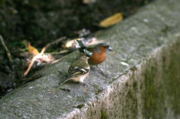 Pinzón común - Pareja (Fringilla coelebs)