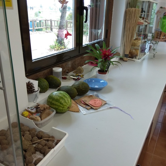 REVOLOTEANDO POR BOSQUE SUR -  3º PRIMARIA (CURSO 19/20) 17