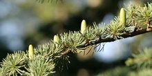 Cedro del Atlas - Flores masc. (Cedrus atlantica)