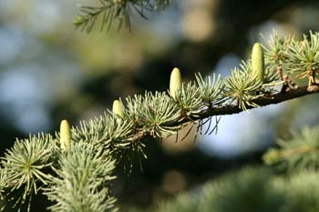 Cedro del Atlas - Flores masc. (Cedrus atlantica)