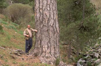 Pino negral (Pinus nigra)