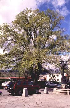 Olmo - Porte (Ulmus sp.)