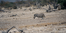 Cría de cebra, Namibia