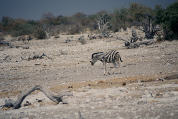 Cría de cebra, Namibia
