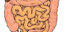 Intestinos humanos