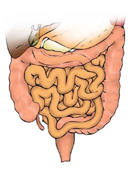 Intestinos humanos