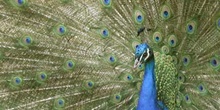 Pavo real (Pavo cristatus)