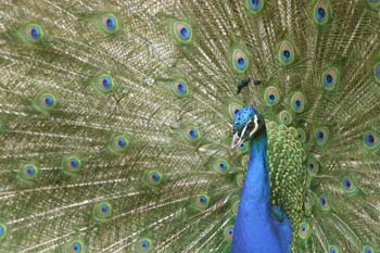 Pavo real (Pavo cristatus)